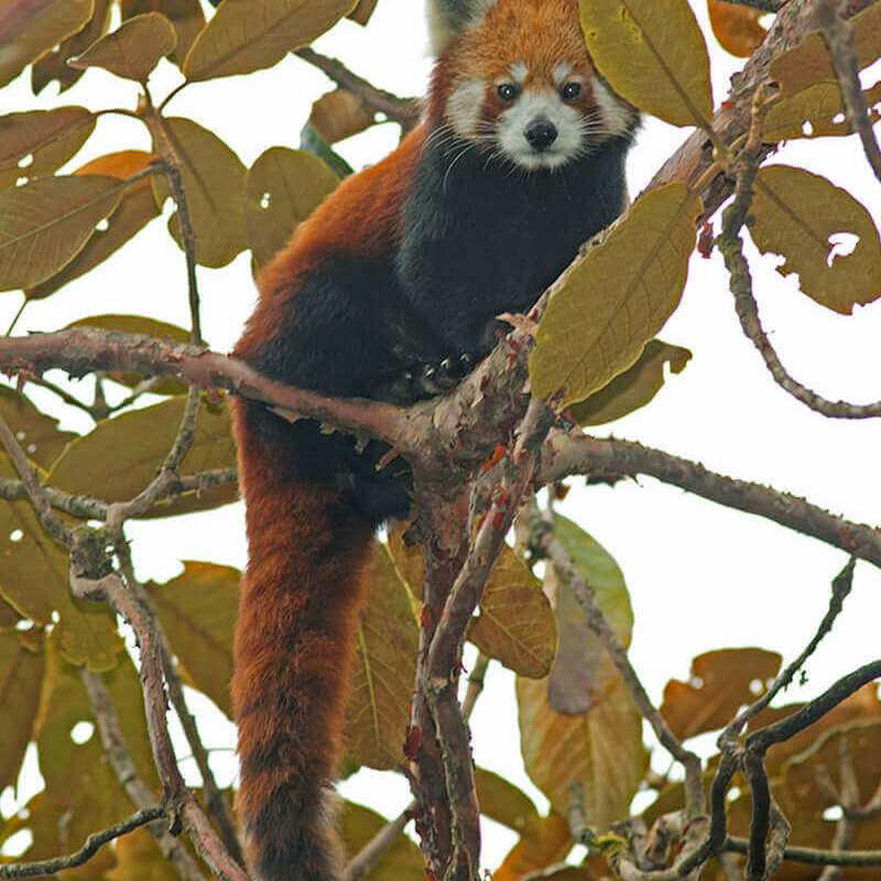 Indien rote Panda-Safari
