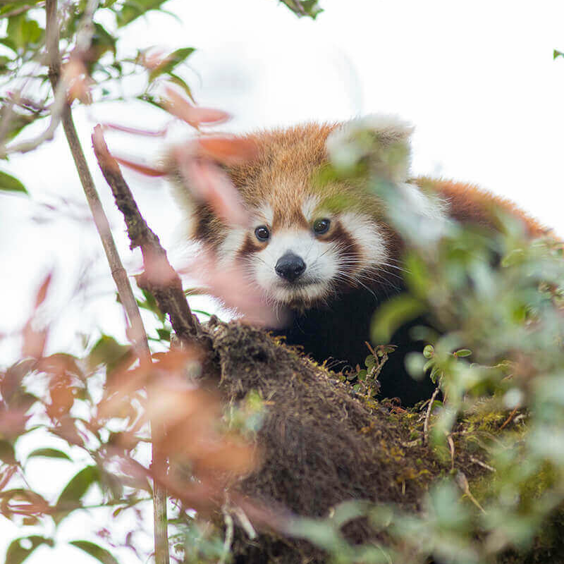 Indien rote Panda-Safari