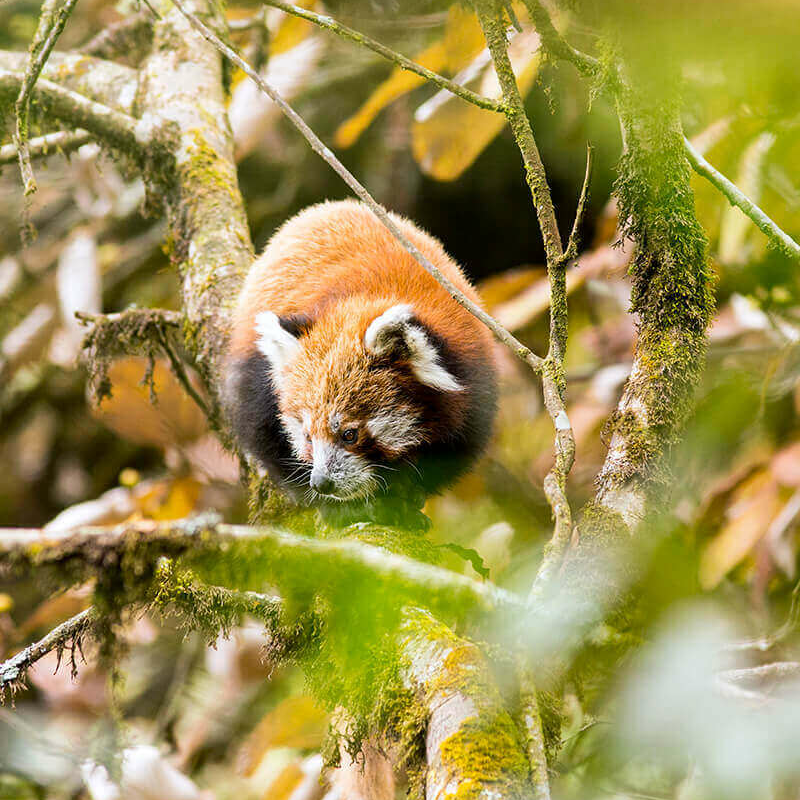 Indien rote Panda-Safari