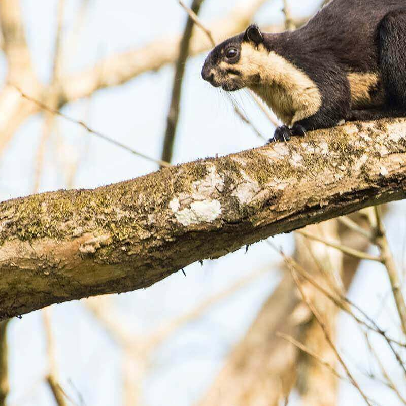 Indien rote Panda-Safari