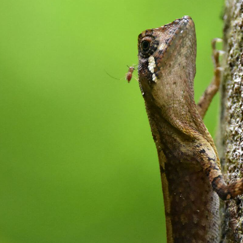 Sinharaja Forest