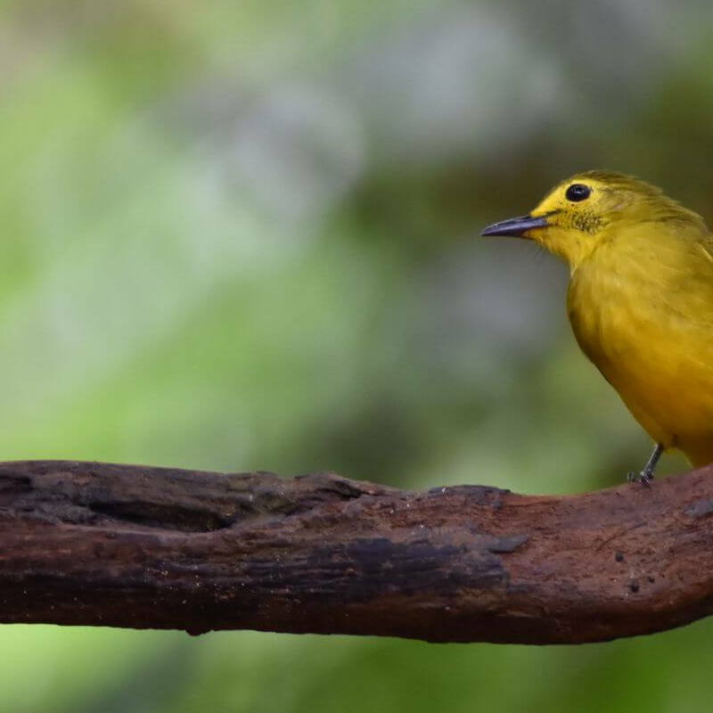 Sinharaja Forest