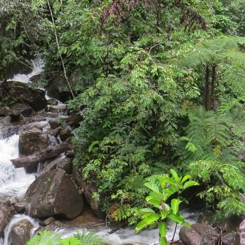 Sinharaja Forest