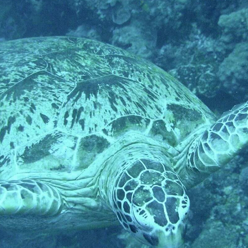 Sipadan Island