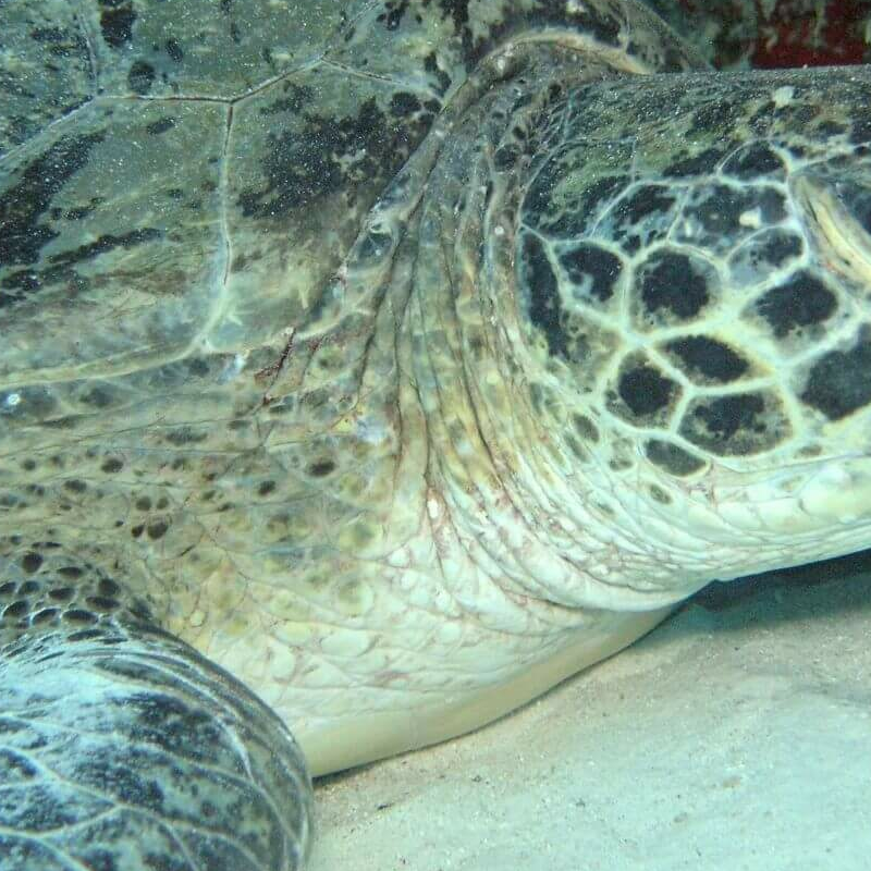 Sipadan Island