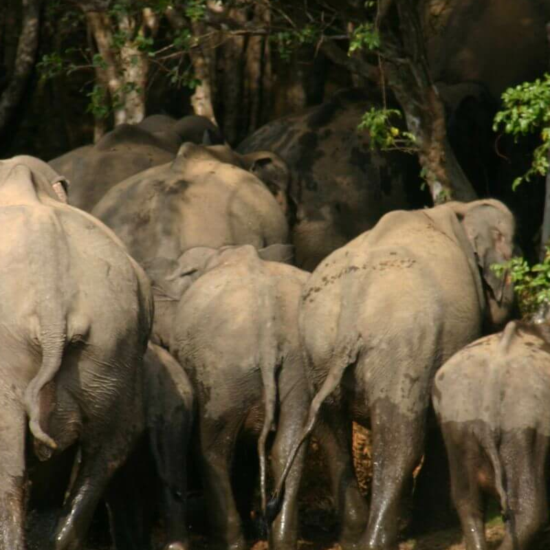 Sri Lanka