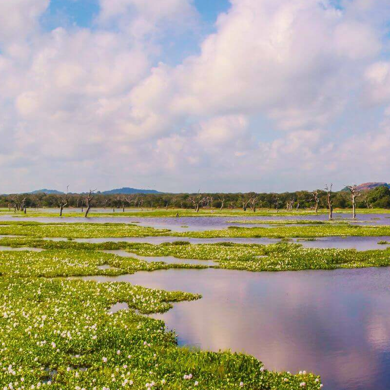 Sri Lanka