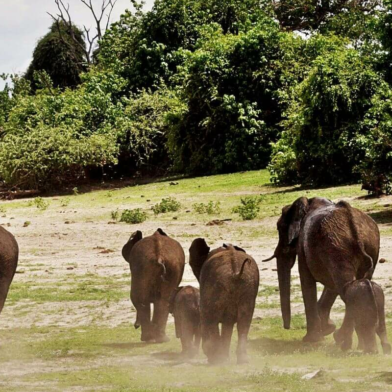Südliches Afrika
