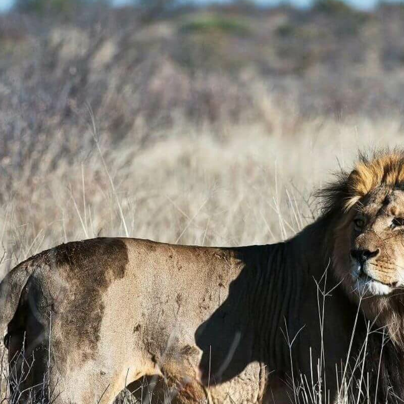 Südliches Afrika