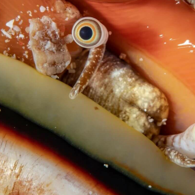 Sulawesi