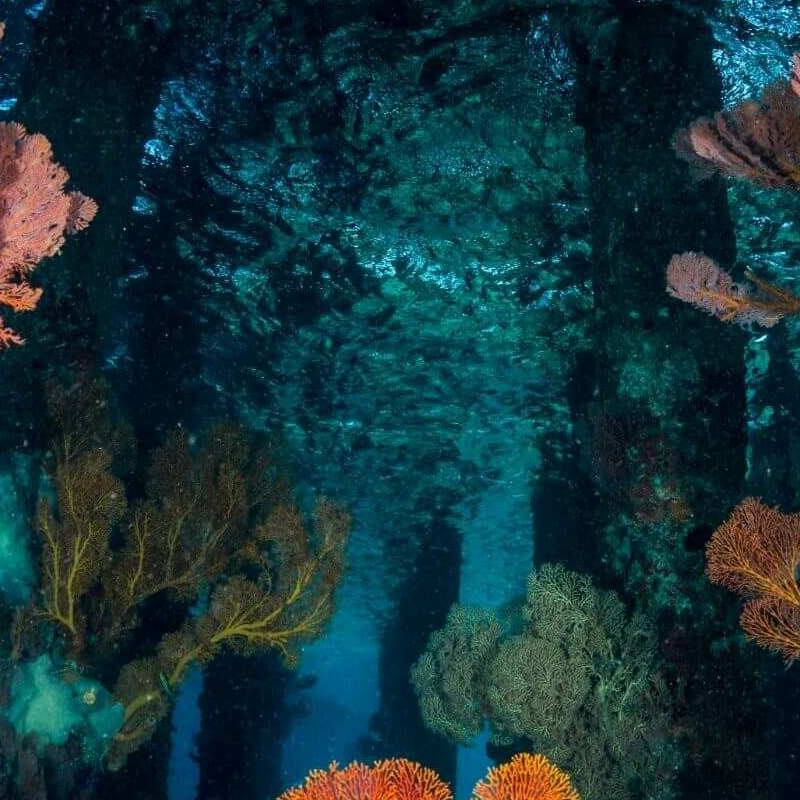 Sulawesi