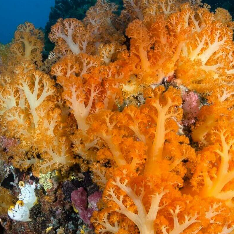 Sulawesi