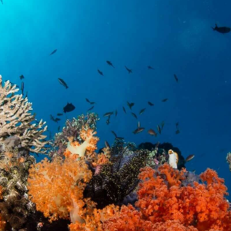Sulawesi