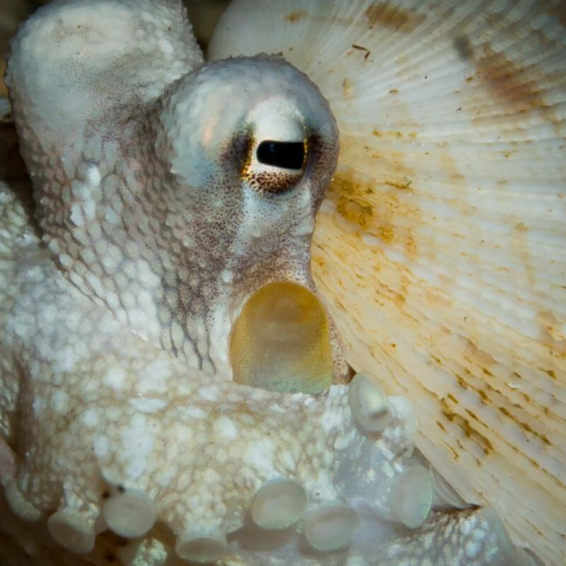 Sulawesi