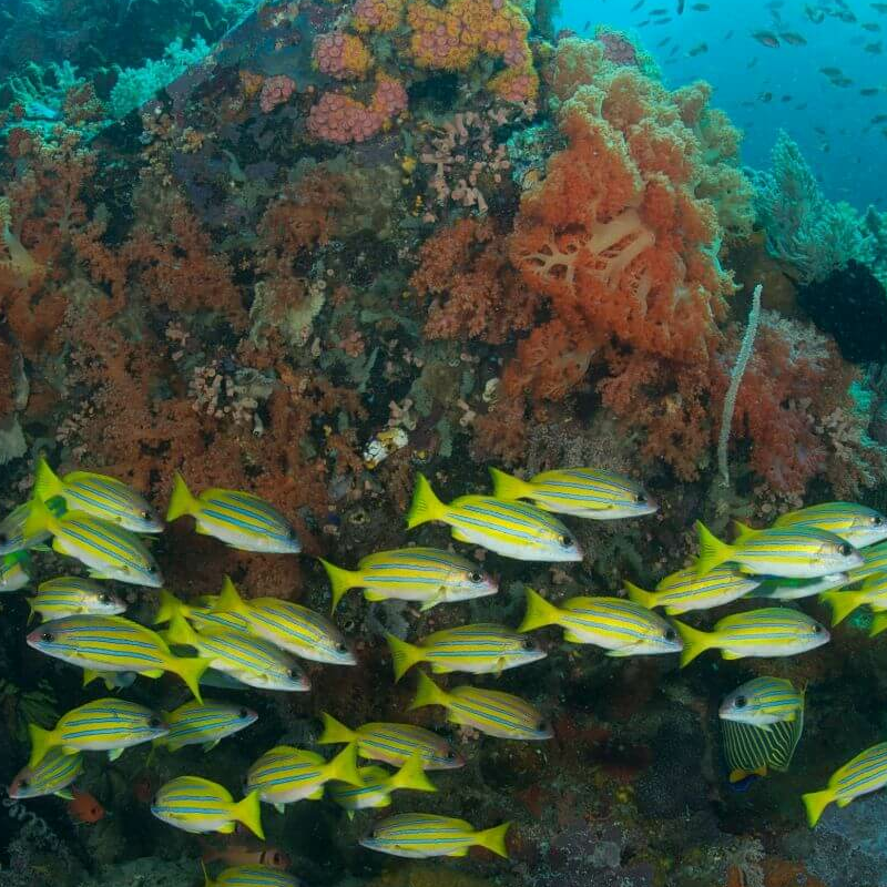 Sulawesi