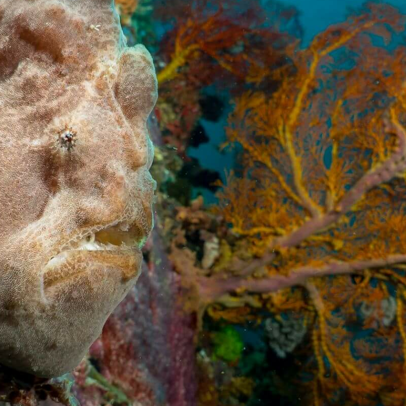 Sulawesi