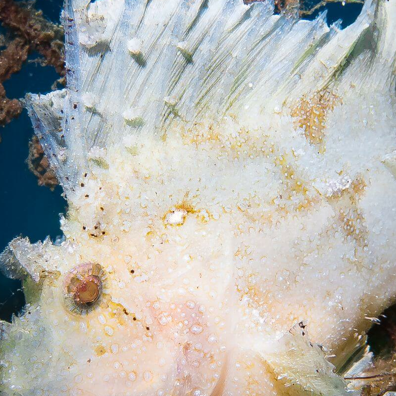 Sulawesi