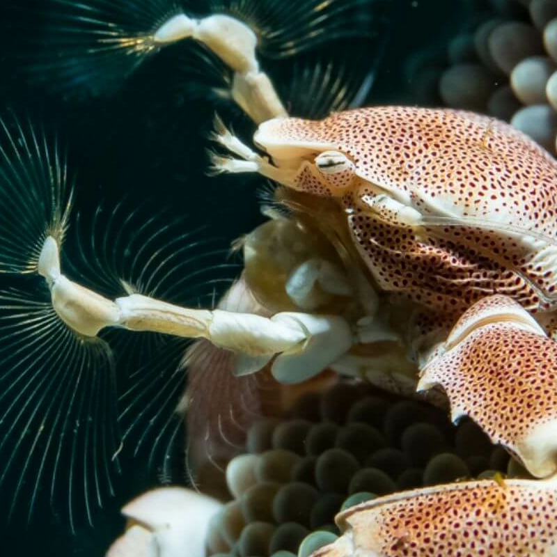 Sulawesi