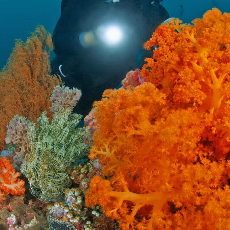 Sulawesi