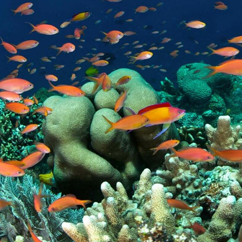 Sulawesi