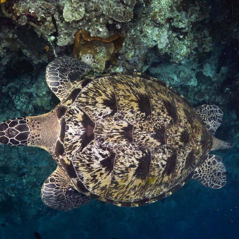 Sulawesi
