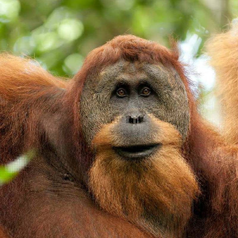 Sumatra