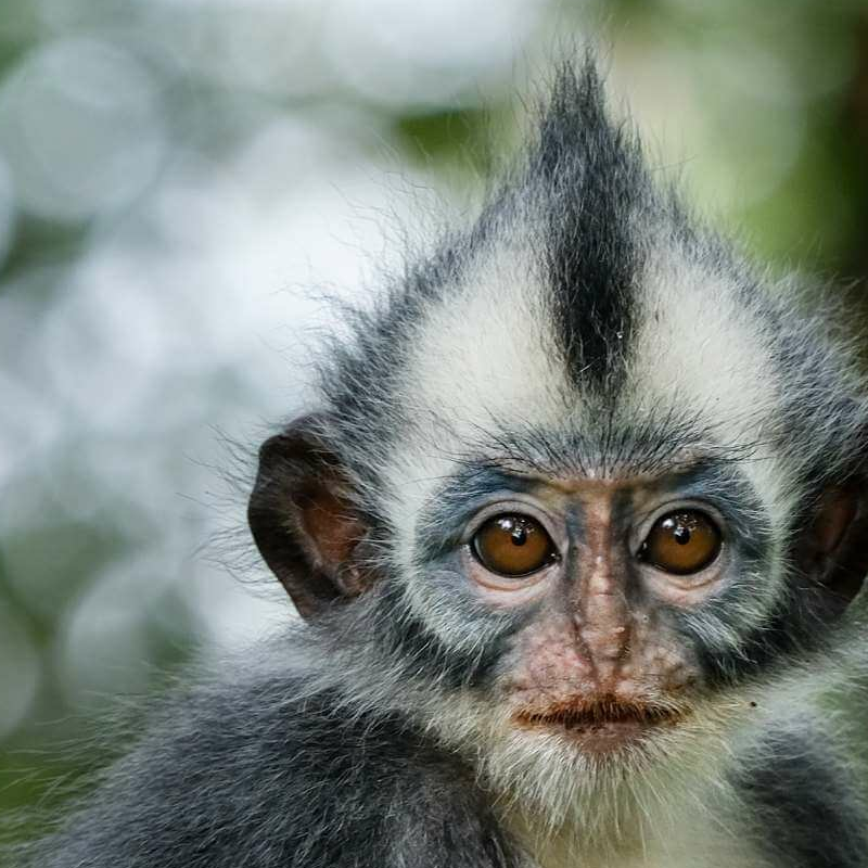 Sumatra