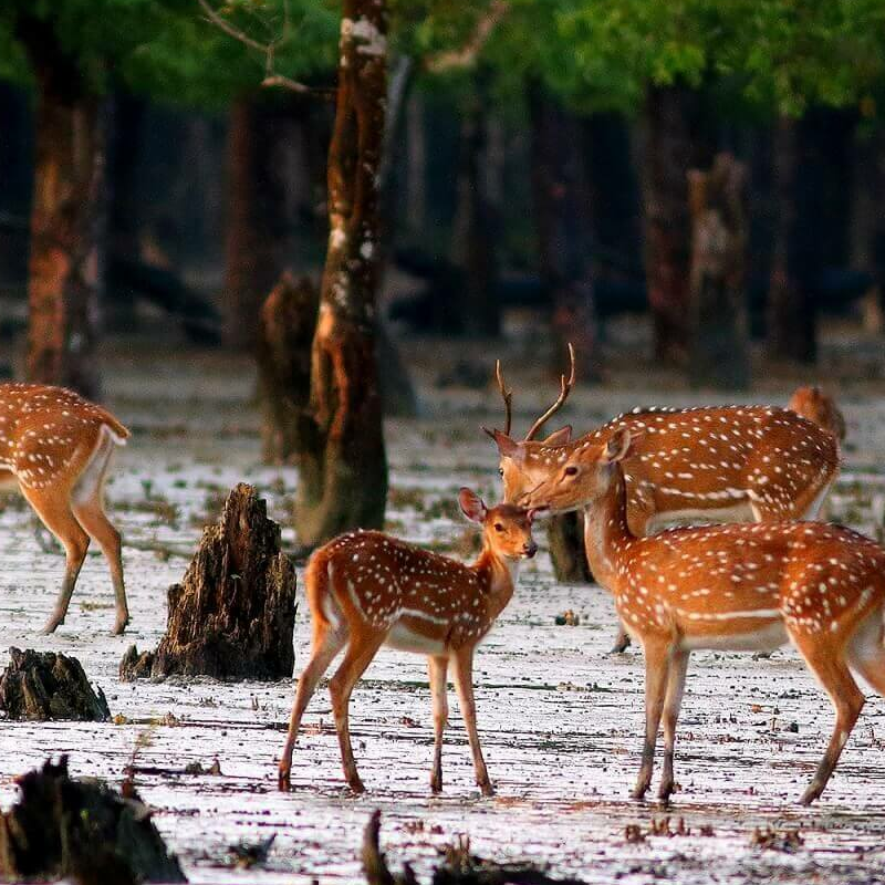 Sundarbans-Nationalpark