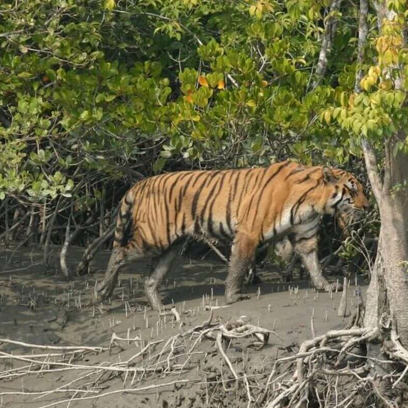 Sundarbans-Nationalpark