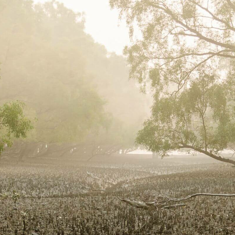 Sundarbans-Nationalpark
