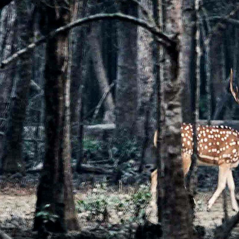 Sundarbans-Nationalpark