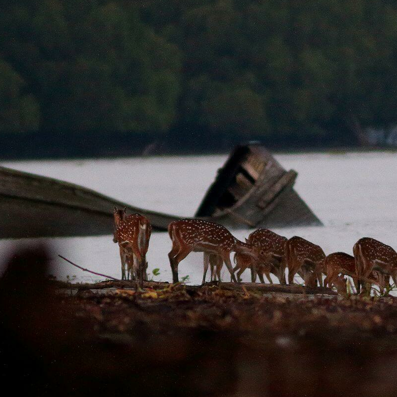 Sundarbans-Nationalpark