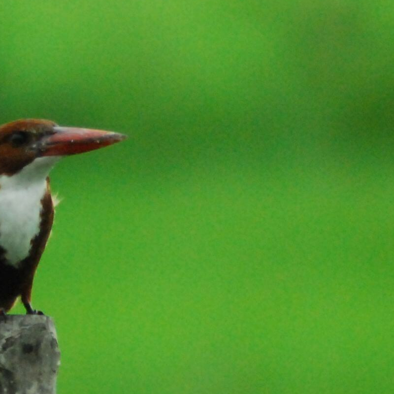 Sundarbans-Nationalpark
