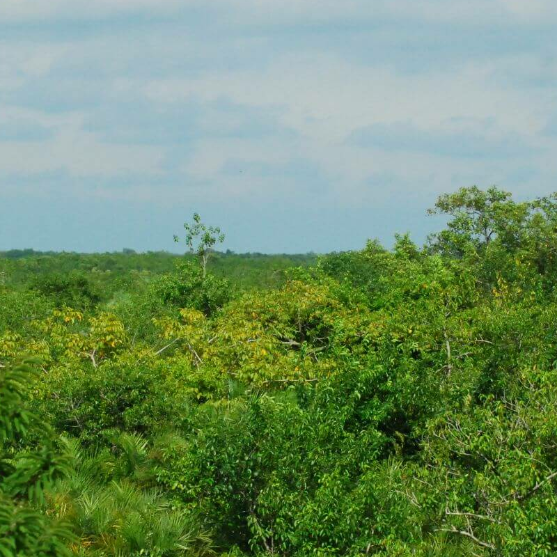 Sundarbans-Nationalpark