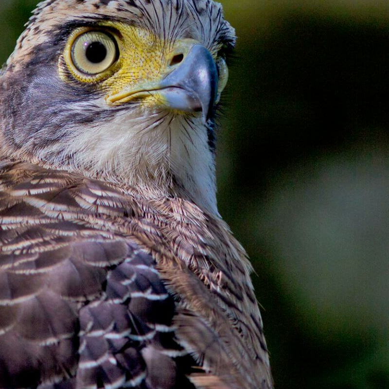 Tabin Wildlife Reserve