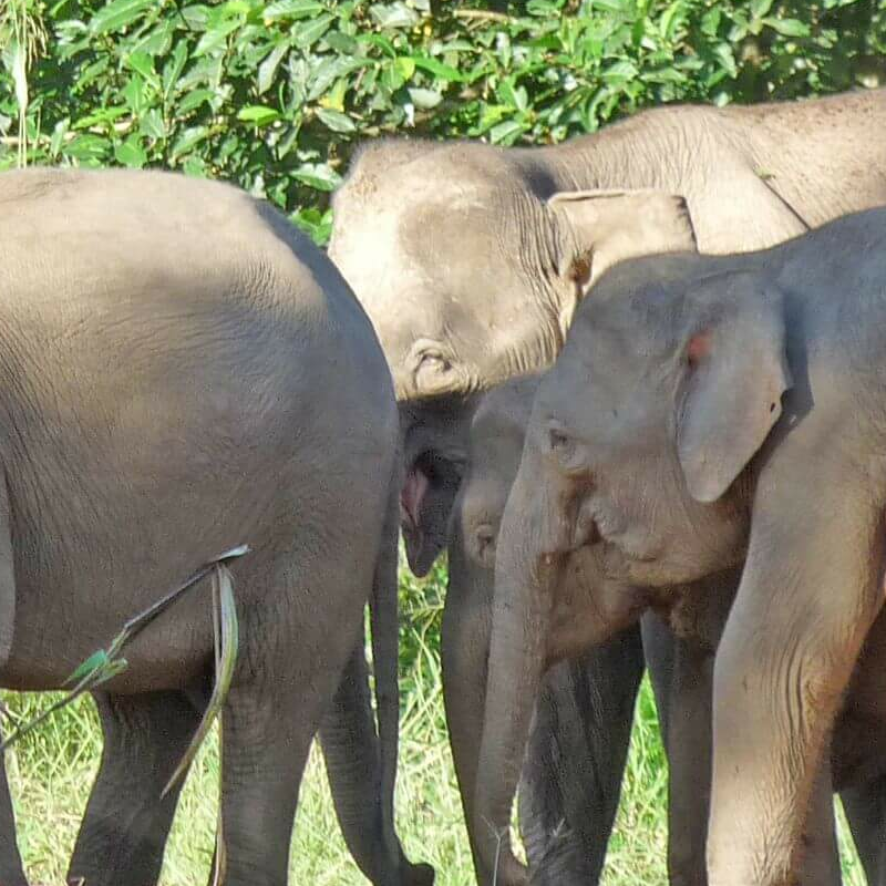 Tabin Wildlife Reserve