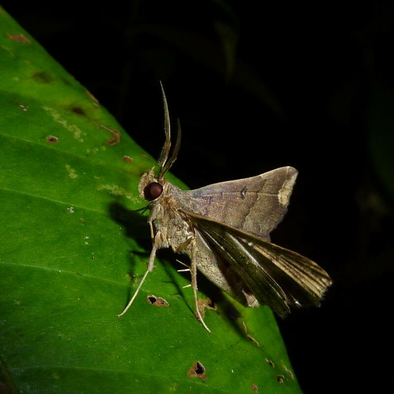 Tabin Wildlife Reserve