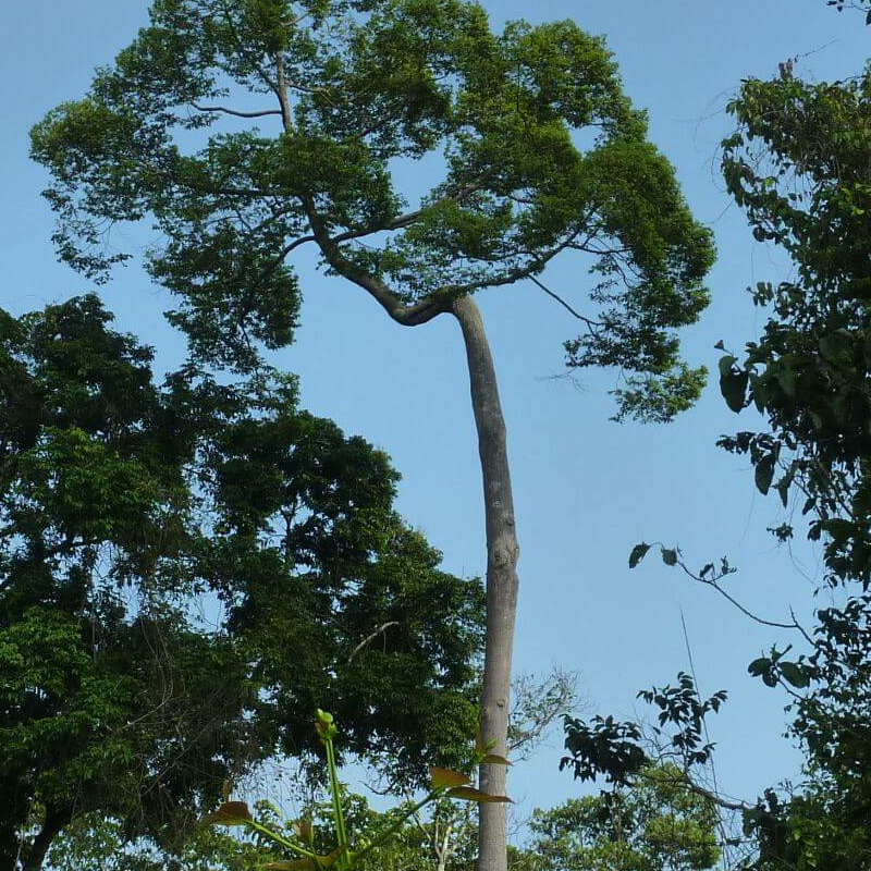 Tabin Wildlife Reserve