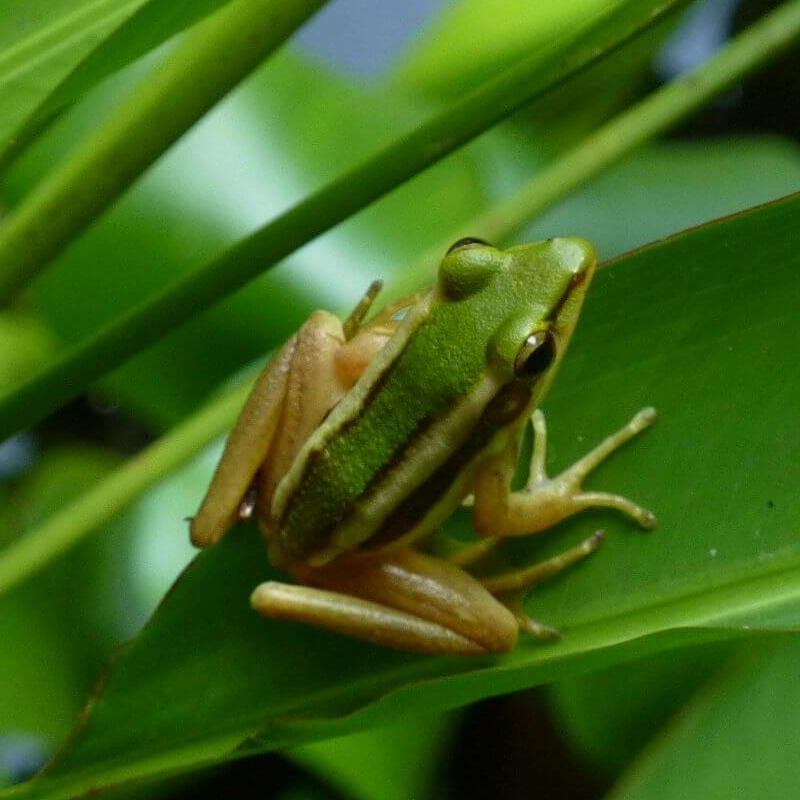 Tabin Wildlife Reserve