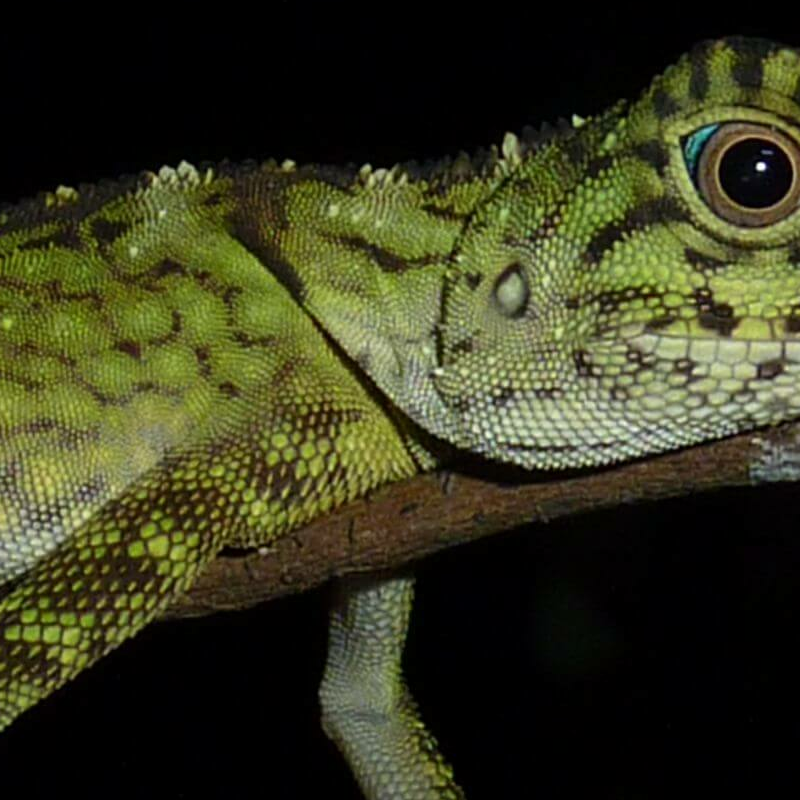 Tabin Wildlife Reserve