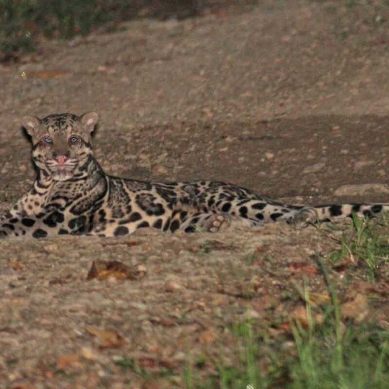 Tabin Wildlife Reserve
