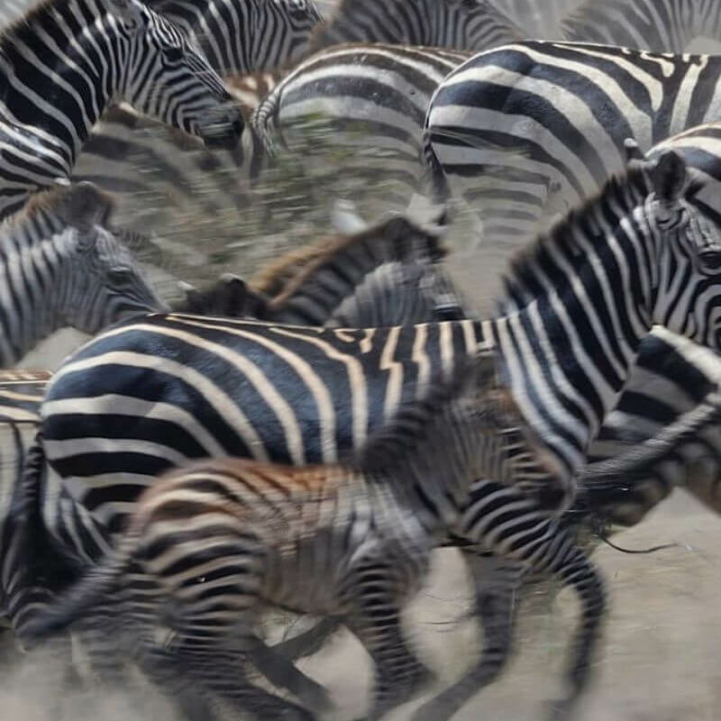 Kenia und Tansania: das Beste von Ostafrika