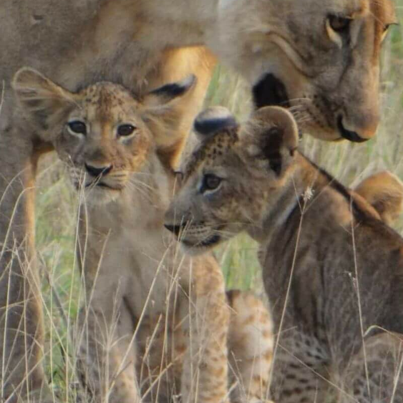 Kenia und Tansania: das Beste von Ostafrika