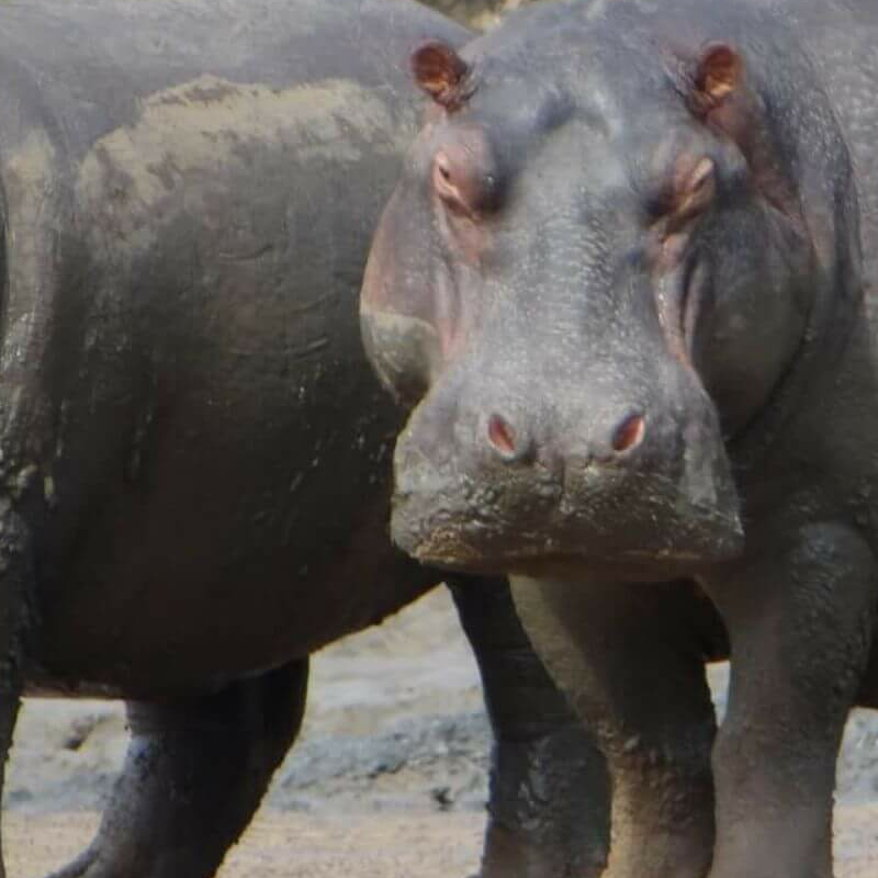 Kenia und Tansania: das Beste von Ostafrika