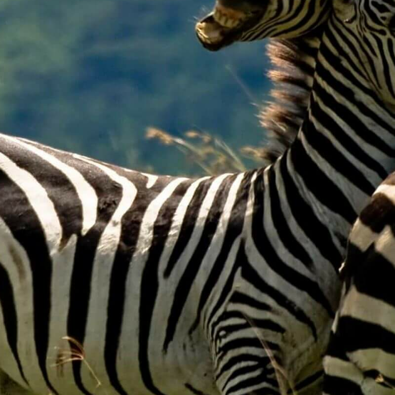 Kenia und Tansania: das Beste von Ostafrika