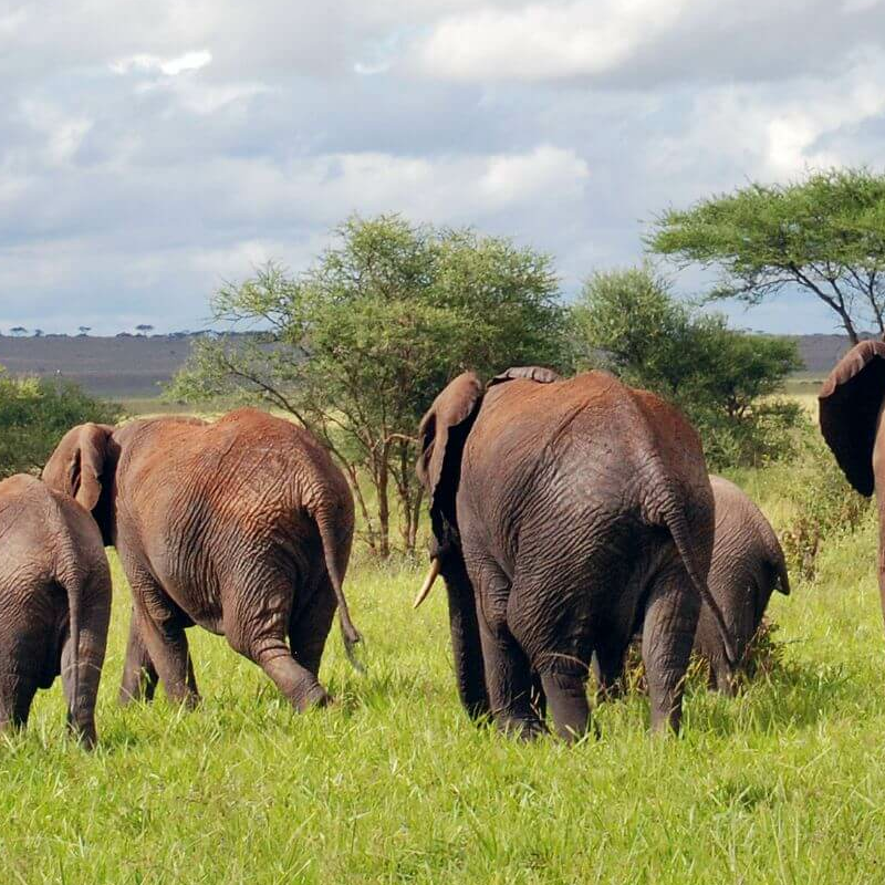 Tarangire National Park