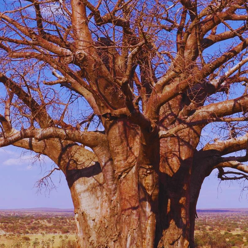 Tarangire National Park