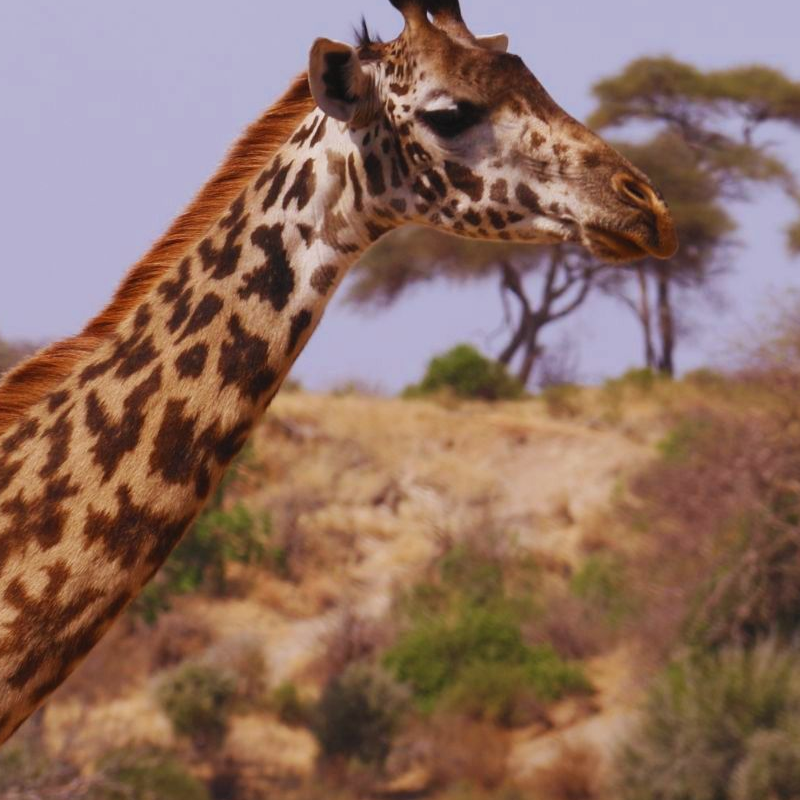 Tarangire National Park