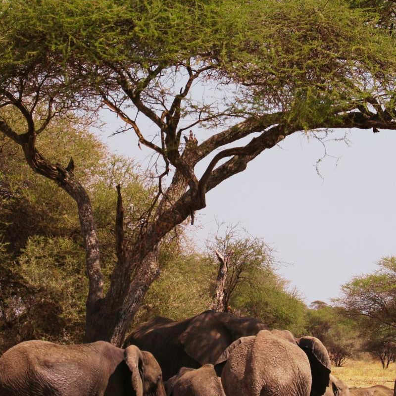 Tarangire National Park