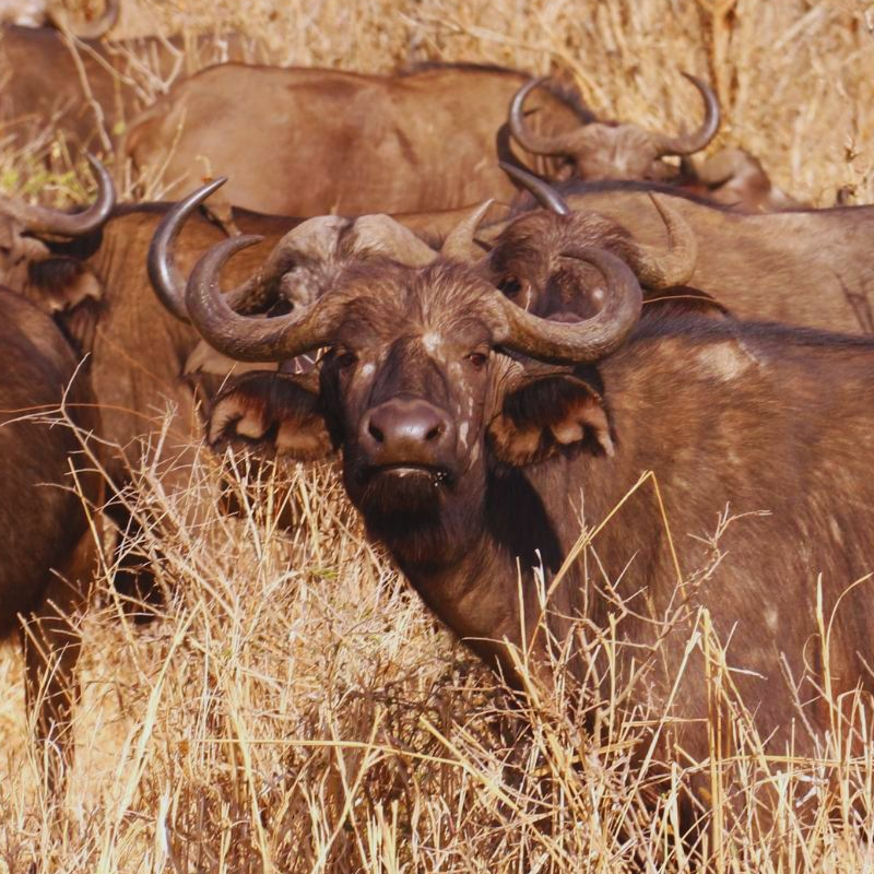 Tarangire National Park